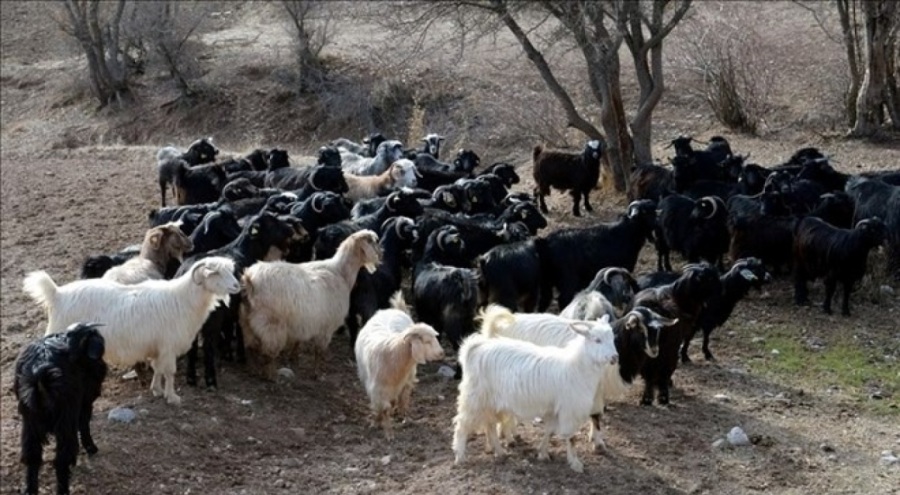 Çiçek hastalığı alarmı verildi! 13 köyde hayvan hareketi durduruldu