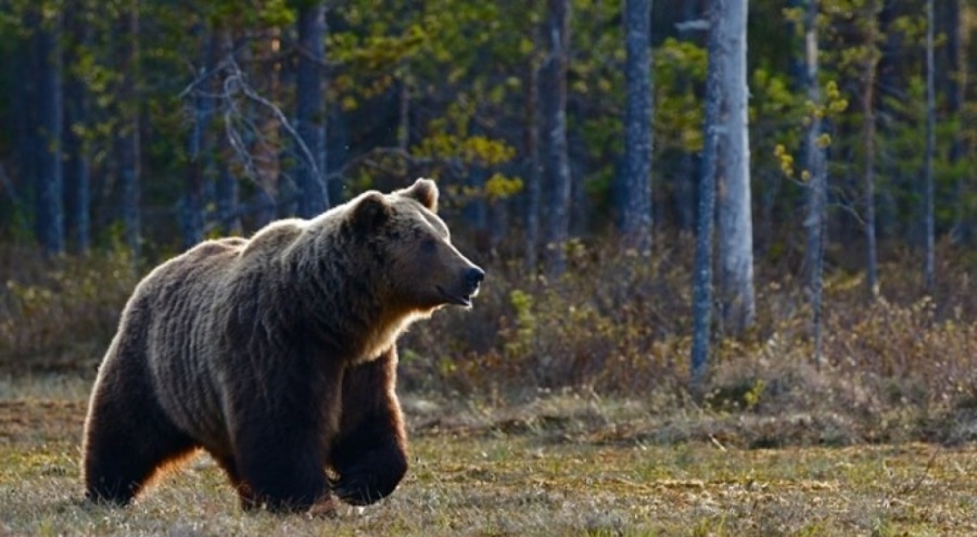 Japonya'da ayı saldırıları nedeniyle avlanma yasaları gevşetiliyor