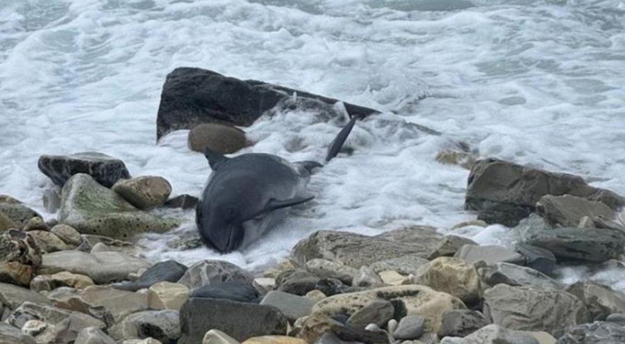 19 yunus Karadeniz'de öldü!