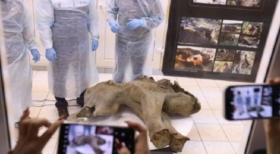 50 bin yıllık yavru mamut fosili bulundu