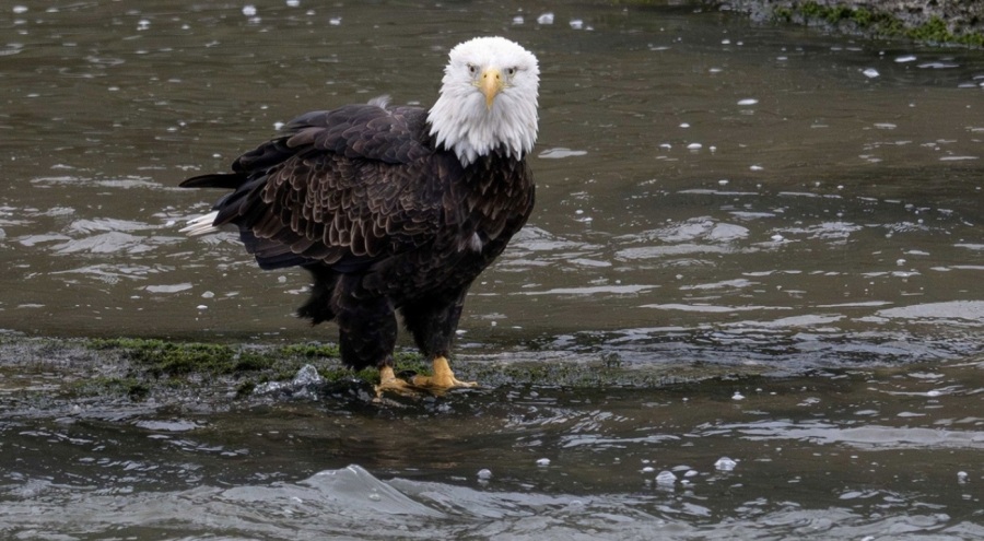 ABD'nin simgesiydi 'ulusal kuş' ilan edildi