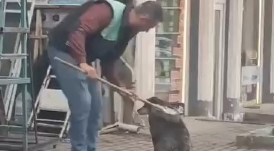 Bursa'da bir vatandaş elindeki fırçayla sokak köpeğini temizledi