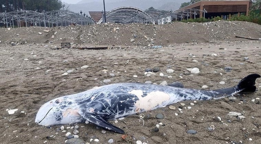 Antalya'da ölü yunus sahile vurdu