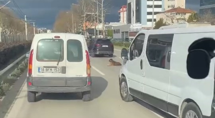 Bursa'da köpeğin keyfi trafiğe kilitledi