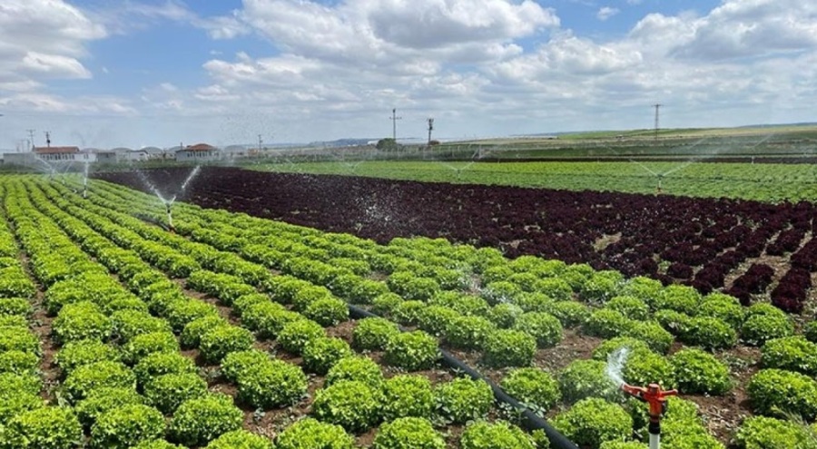 52 çuval marul çalan 3 kişi tutuklandı