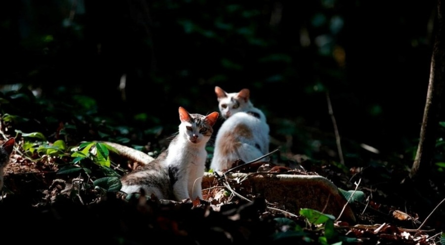 Kedi Adası'nda kriz!
