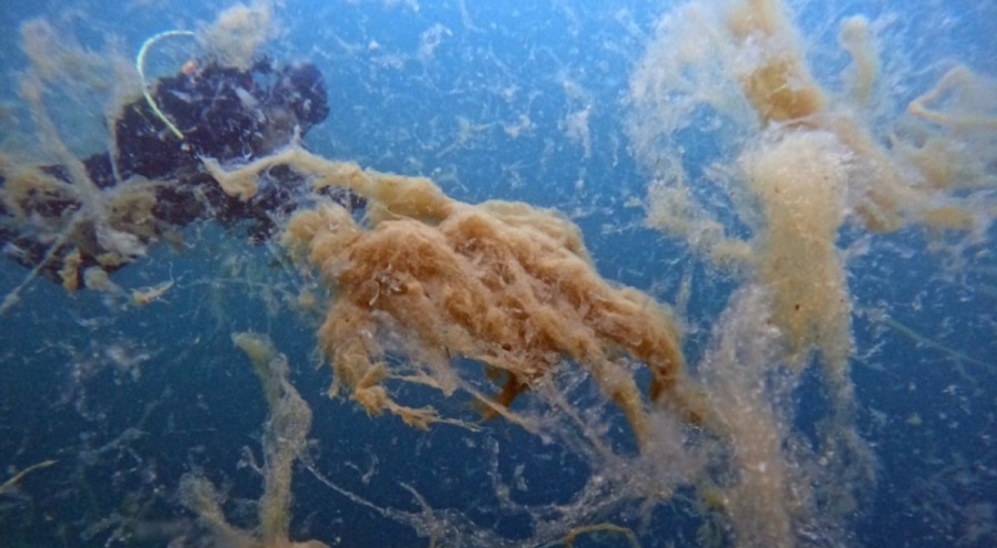 Marmara Denizi'nin müsilajı insan boyutuna ulaştı!