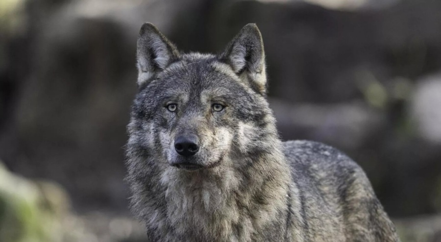 İsveç'te koruma altındaki kurtlar için avlama izni yarın başlıyor