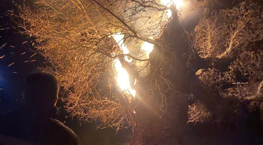 Tam 800 yıllık meşe ağacı alev alev yandı