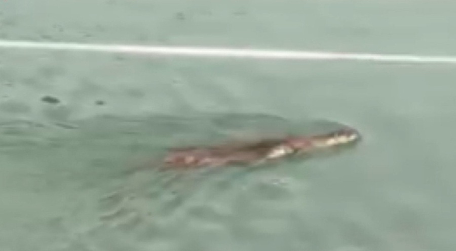 Bir anda görünce herkes telefona sarıldı!