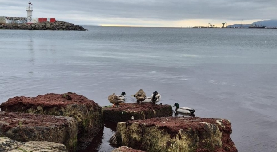 Marmara Denizi'nde lodosun ardından kızıl istila