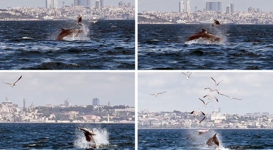 Marmara Denizi'nde esrarengiz olay! Bilim insanları inceliyor...