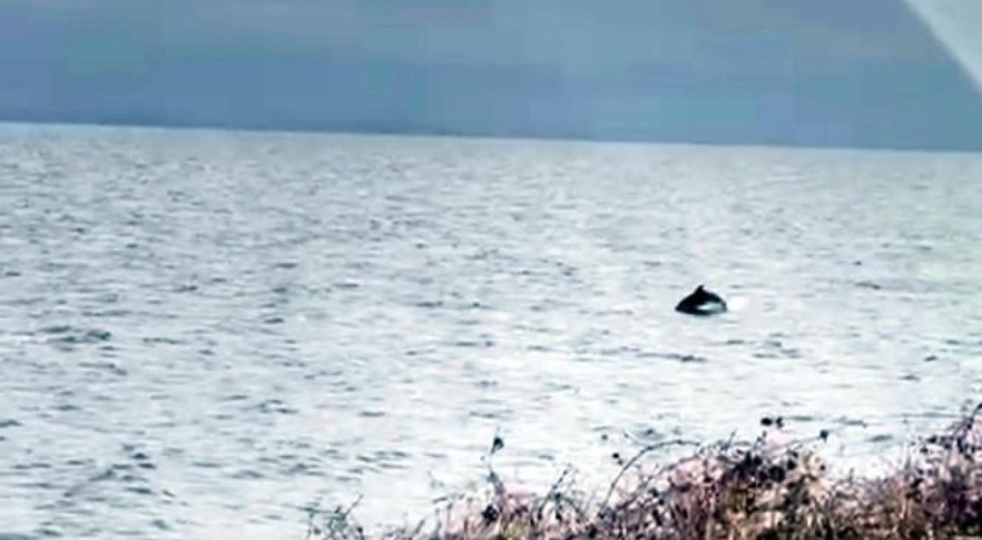 Marmara Denizi kıyılarında yunuslar görüntülendi!