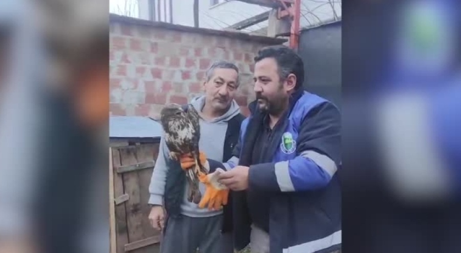 Bursa'da yaralı şahin tedaviye alındı