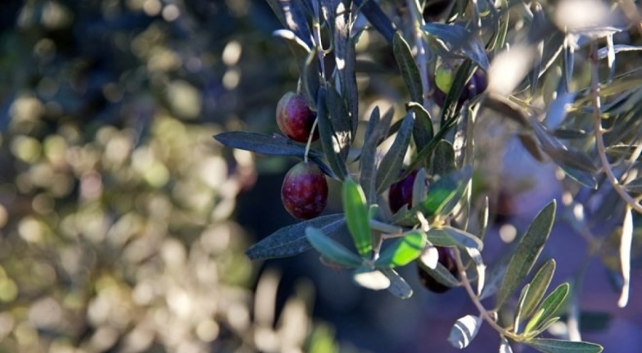 Türkiye'nin zeytin üretimi 2024'te rekora ulaştı