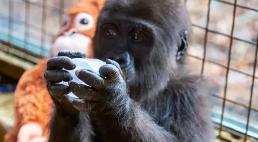 Bakanlık anket açmıştı: Yavru gorilin ismi Zeytin oldu!