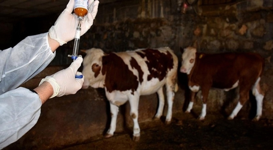 35 yıl sonra görülen hastalık alarma geçirdi!