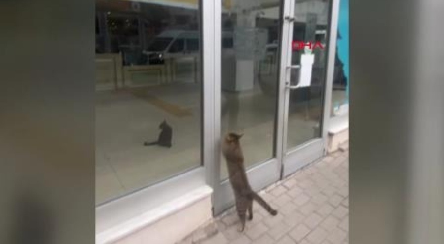 Bursa'da postanede mahsur kalan yavru kedi gündem oldu