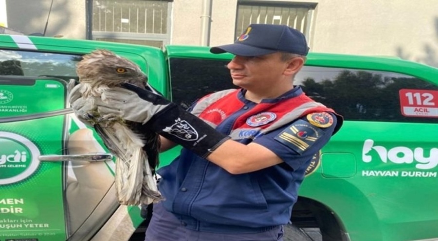 Jandarma kaçak avcılara göz açtırmadı