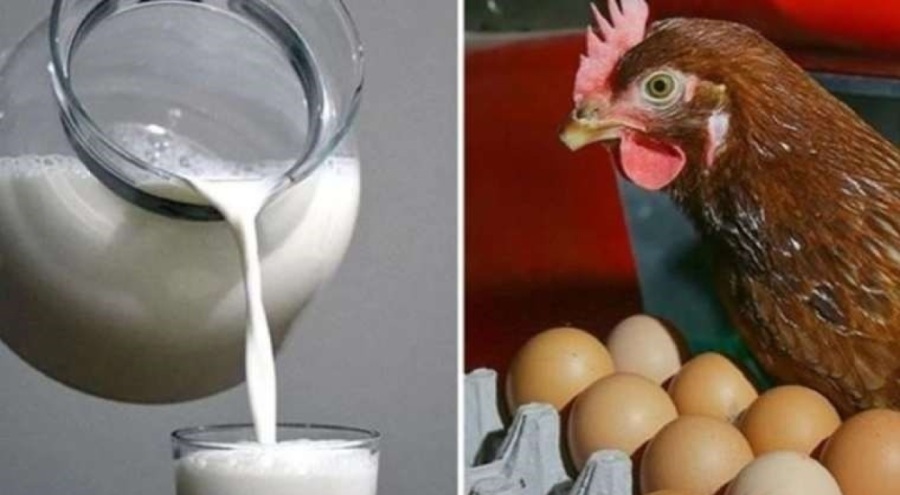 Tavuk eti, yumurta ve içme sütü üretimi azaldı