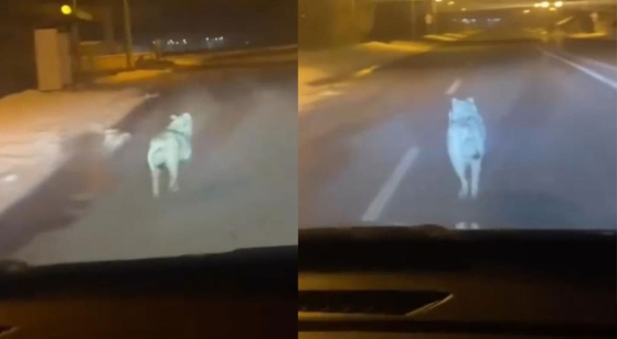 Şehre inen kurdu araçla kovaladı