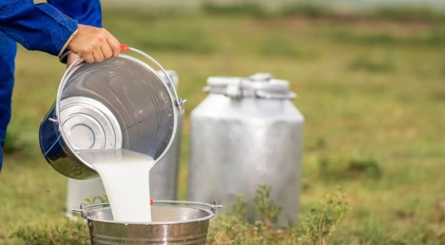 Çiğ sütün üretim maliyeti hesaplandı