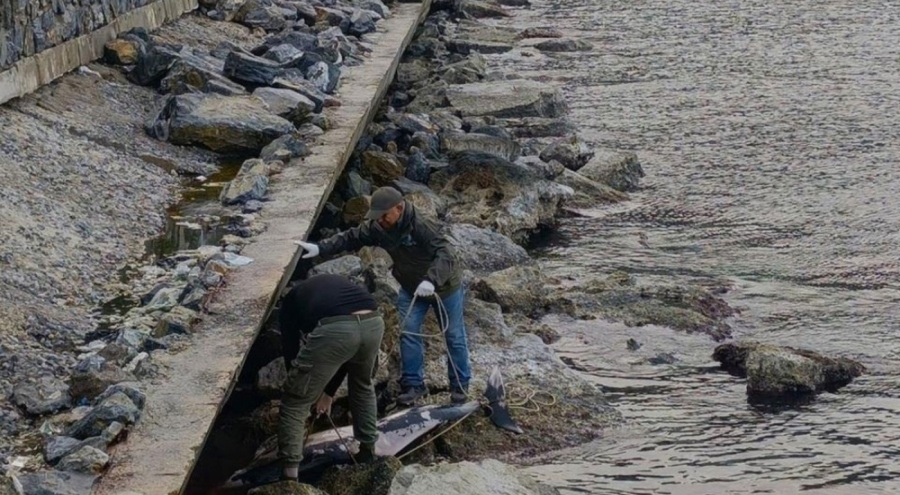 Kuşadası'nda denizde görüldü: Ekipler harekete geçti