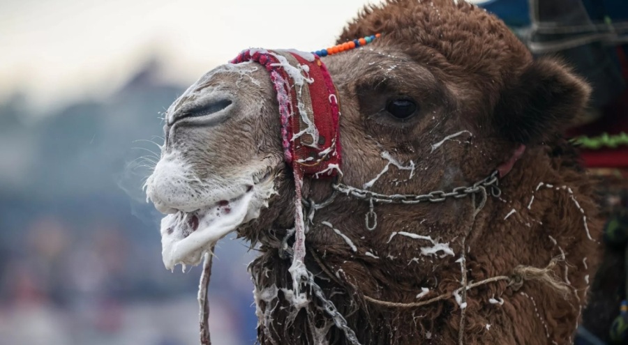 Suudi Arabistan'da en güzel deve yarışmasında 40 deveye botoks yapıldığı ortaya çıktı