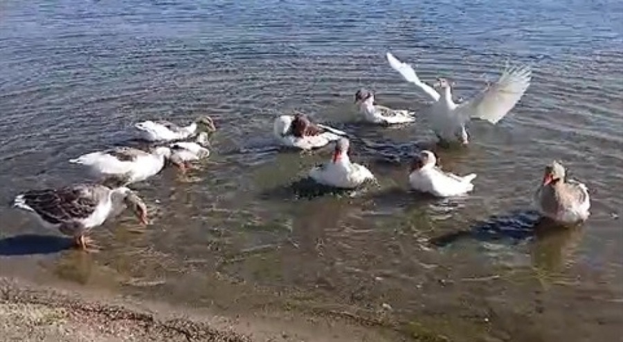 Yasa dışı ava 134 bin 916 lira para cezası