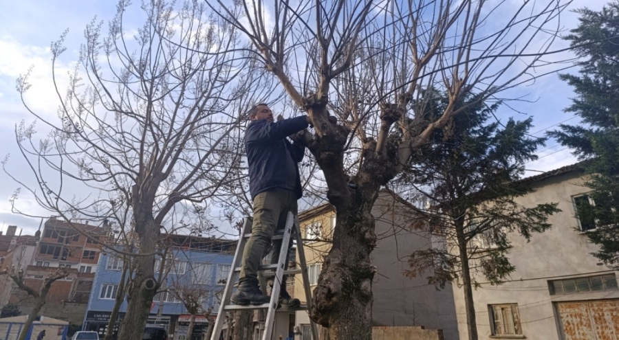Gemlik'te park ve yeşil alanlarda budama çalışmalarına devam