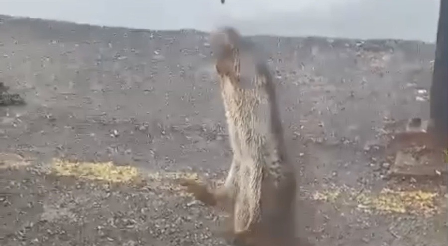 Bursa'da gülümseten görüntüler! Su samurunu elleriyle beslediler