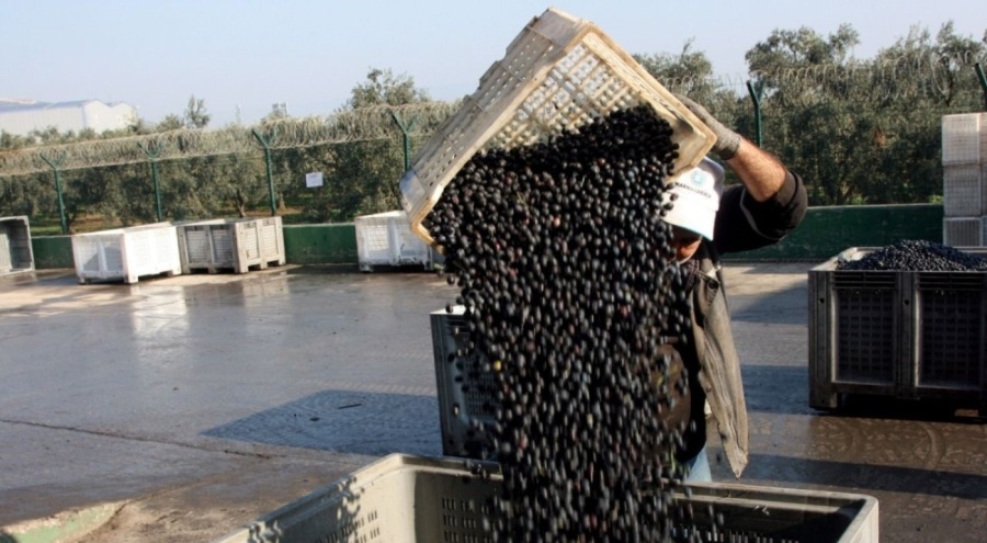 Bursa'da zeytin alımları tamamlanıyor