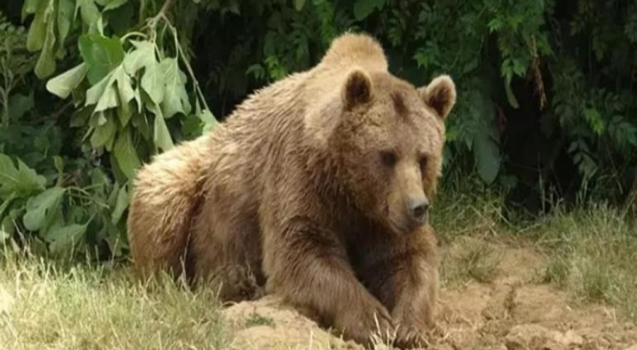 Bursa'da barınaktan kaçan dişi ayı Karacabey Longoz Ormanları'nda yakalandı