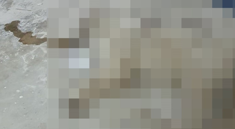 Hayvan katliamı: 4 köpek ile 2 kedi zehirlendi