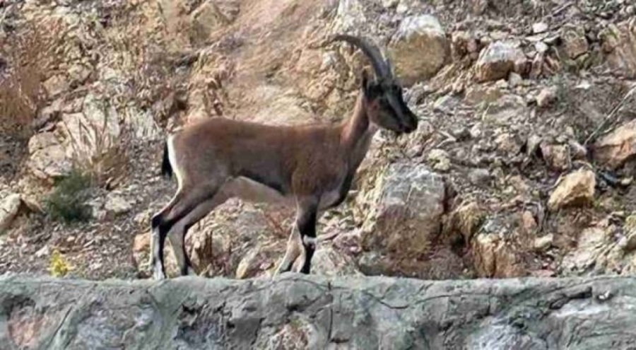 Yaban keçisi kesen adama 661 bin 548 lira ceza!