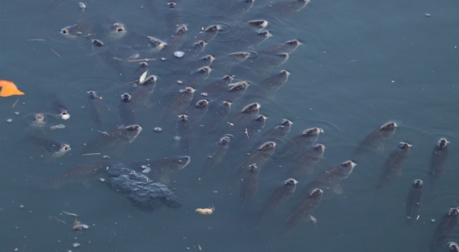 Adana'da korkutan görüntü! İnceleme başlatıldı