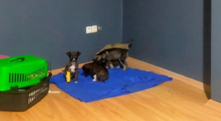 Çöp poşetiyle konteynere atılan yavru köpekler tedavi altına alındı