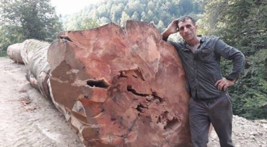 Kestiği ağaç üzerine devrilen orman işçisi yaşamını yitirdi