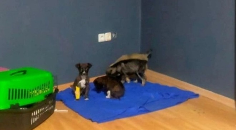 Barınakta skandal! Yavru köpekleri çöpe atmışlar