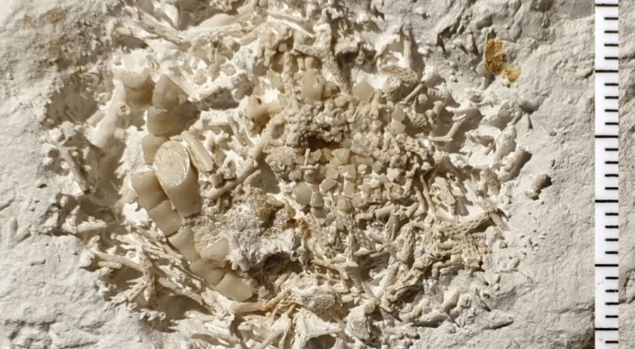 66 milyon yıllık kusmuk keşfedildi!