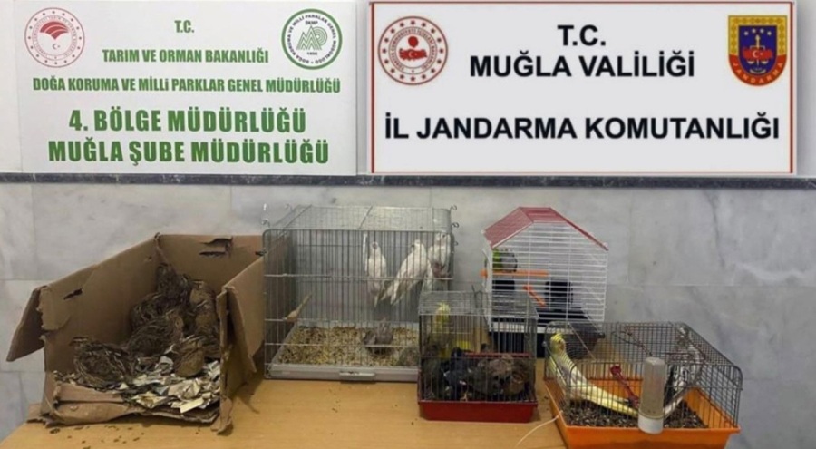 Kaçak ırk hayvan satıcılarına cezai işlem uygulandı