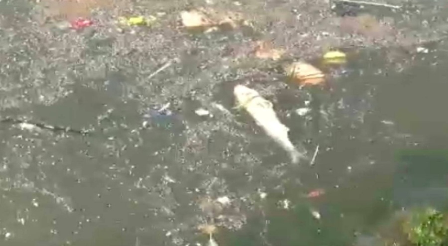 İzmir Körfezi'ndeki kirlilik ve balık ölümlerine ilişkin soruşturma