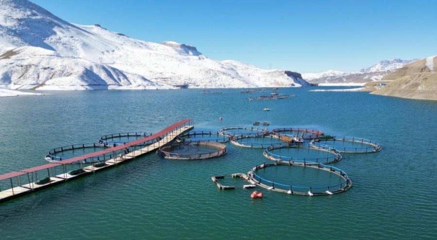 Van'da alabalık üretimi teşviklerle yaygınlaşıyor