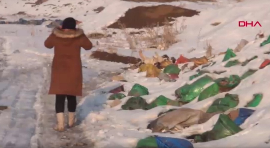 Hakkari'de hayvan katliam: Kül dökülen alanda 20 ölü köpek bulundu!