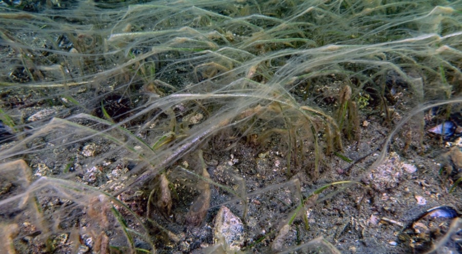Uzman isimden müsilaj uyarısı