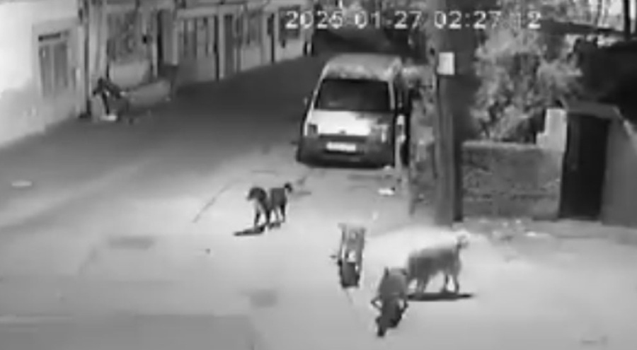 Bursa'da köpekler kediye saldırdı