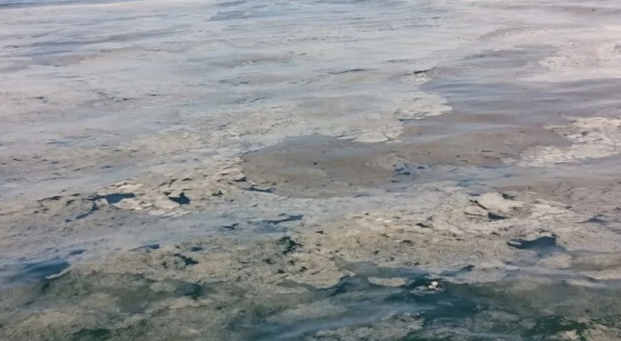 Mudanya'da ağlara balık yerine müsilaj takıldı