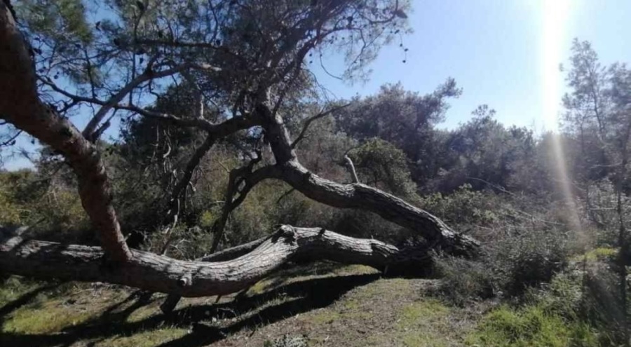 Kestiği ağacın altında kaldı!