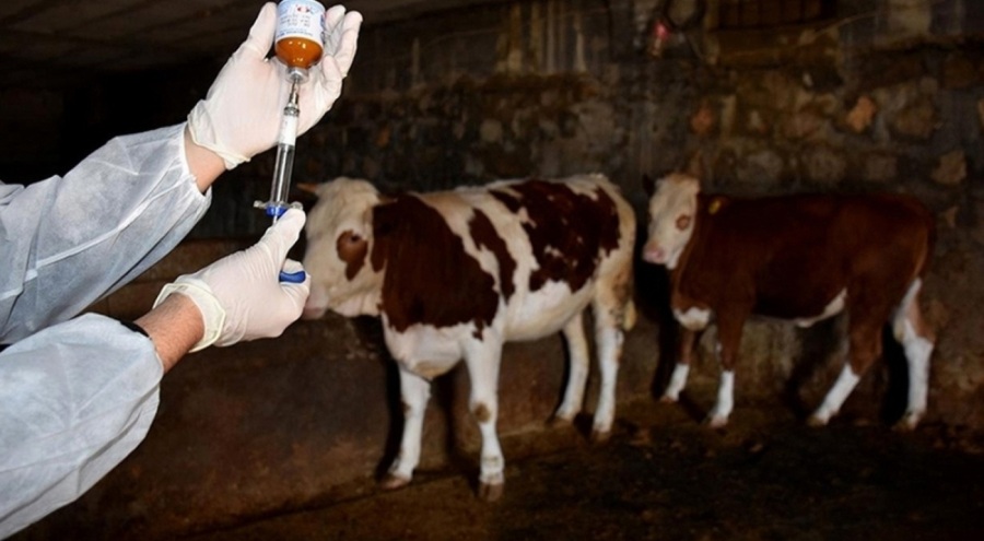 Elazığ'da şap alarmı! 3 ilçe karantinada