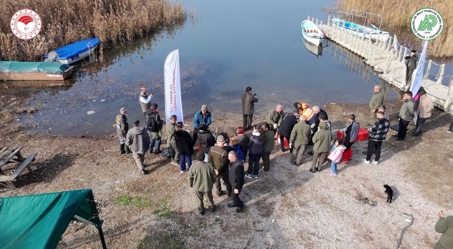 Bursa ve Yalova'da yaban ördekleri suyla buluştu